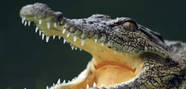 not_crocodile_tears_postnoon_news