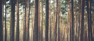 A painting of trees in the woods with no leaves.