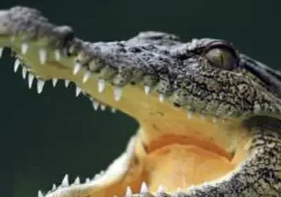 not_crocodile_tears_postnoon_news