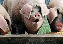 pigs-at-the-trough