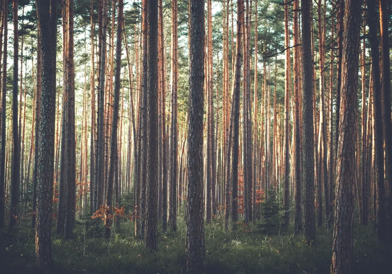 A painting of trees in the woods with no leaves.