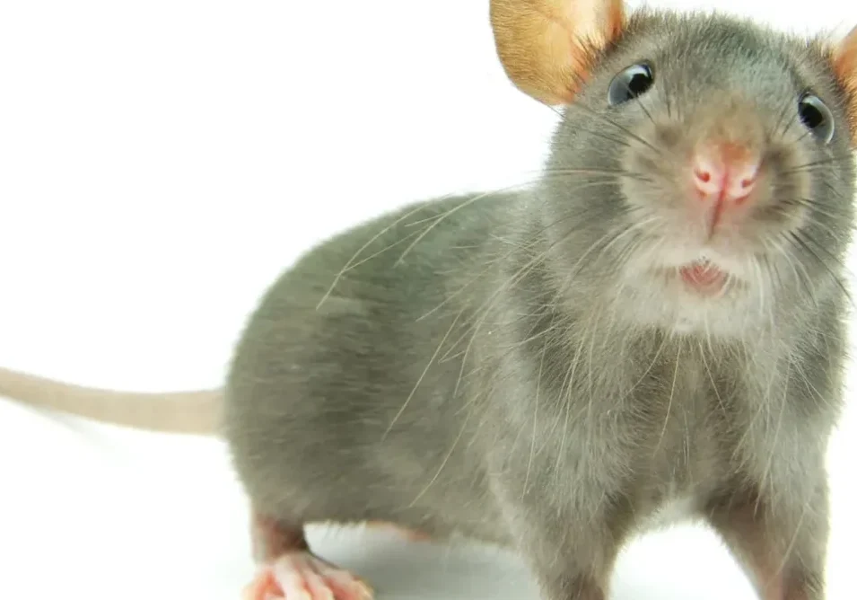 A rat with its head stuck in the ground.